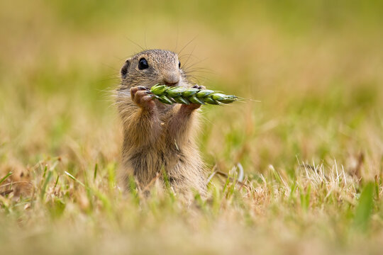 European ground squirrel, spermophilus citellus eating ear on field in summer. Little animal holding wheat. Souslik sniffing spike in agriculturual country.