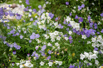 Fototapeta premium Full frame of blooming garden bells, purple and white.
