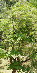 Fototapeta na wymiar (Broussonetia papyrifera) Mûrier de chine ou mûrier à papier au port étalé et buissonnant, écorce rugueuse marron clair, feuilles gris vert sur de longs pédoncules