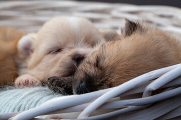 Adorable pomeranian spitz dog puppies laying in a rush basket with natural light. High quality photo