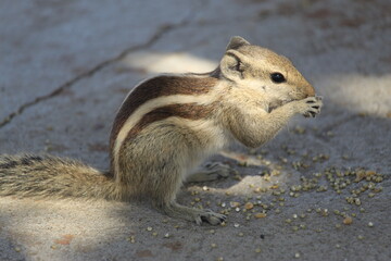 Obraz premium squirrel eating nut