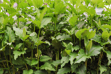 large green leaves sylphium perforated in the summer garden