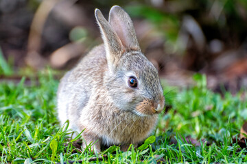 Cute Baby Rabbit Young Bunny Easter 