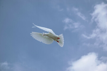 a white dove with outstretched wings in the blue sky