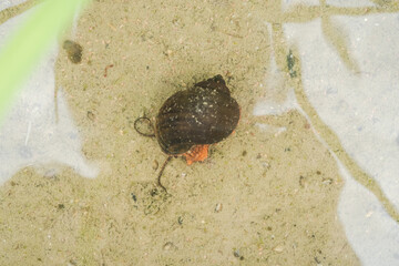 水田で動き回るジャンボタニシ