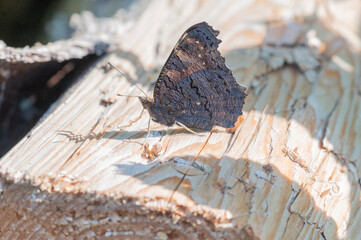Schmetterling auf Holz