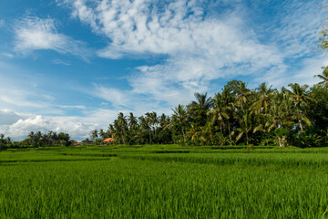 Rice fields in Ubud