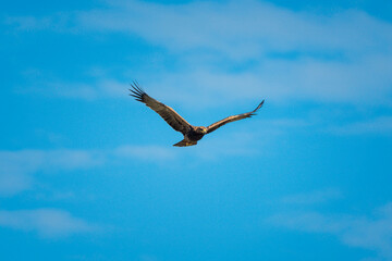 Tawny eagle glides with clouds in distance