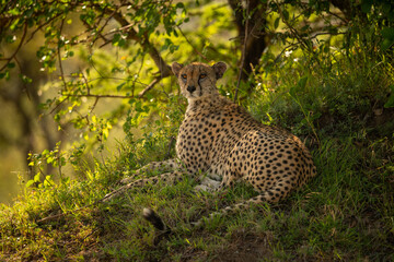 Cheetah lying on grassy bank under tree