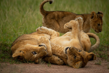 Two lion cubs play fighting beside another