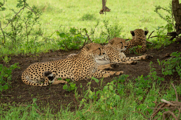 Three cheetahs lie in shade under tree