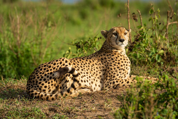 Cheetah lies on sunny mound amongst bushes