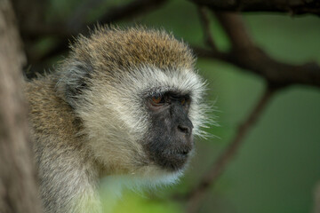 Vervet monkey behind tree trunk stares right