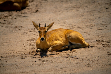 Young male reedbuck lies on sandy riverbank