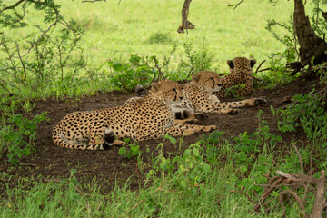 Three cheetahs lie in shade of tree