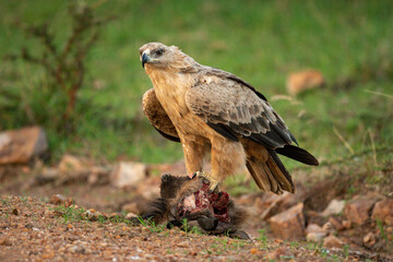 Tawny eagle stands on kill eyeing camera