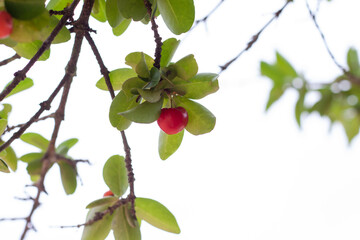 Fresh red cherry on the tree on white background.