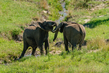 Two African elephants play fight in stream