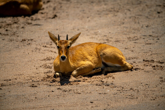 Young male reedbuck lies on sandy riverbank