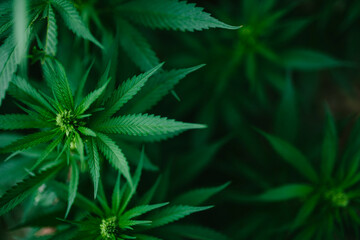 Naklejka na ściany i meble Green fresh marijuana bush outside.