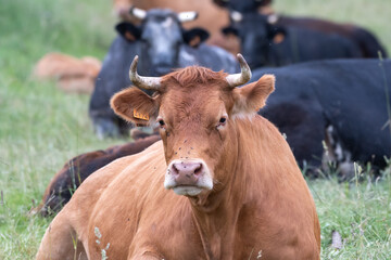 Obraz na płótnie Canvas Limousin cow in a meadow