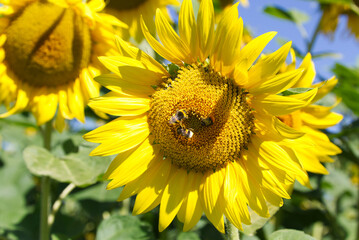 Beautiful sunflower in the sunshine of a summer morning