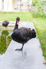 Fototapeta premium black swan