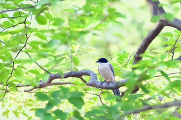 オナガ