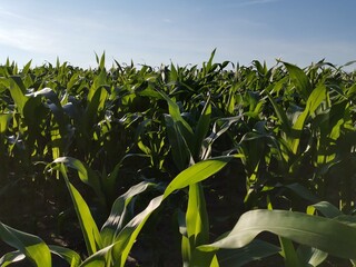 corn field with blue sky