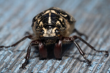 Pine Chafer, Polyphylla fullo close-up.
