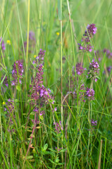 Summer thyme blooming in a green meadow vertical orientation