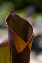 canna lily leaf curled creating an x shape at the cross section