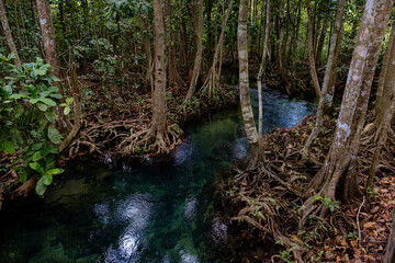 National Park in Krabi Province, Thailand with mangrove forests