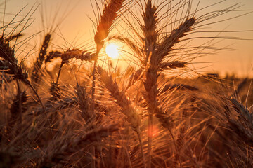 wheat field in the rays of the setting sun