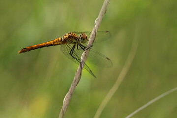 Libelle Odonata auf einem Stängel