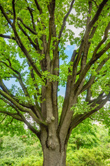 Bicentennial oak tree in a city park on a summer sunny day