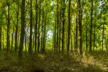 poplar forest with green leaves