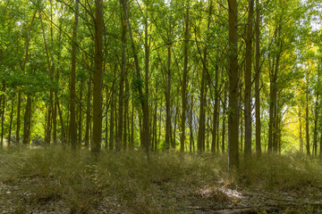 poplar forest with green leaves