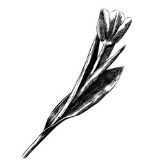 Realistic sketch flower. Tulip. Print for t-shirt, phone case. For your use.