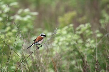Neuntöter Männchen auf einem Zweig
Lanius collurio