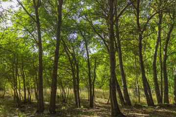 poplar forest with green leaves