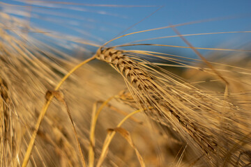 Yellow wheat spike on the blue sky. Arcicultural background. Out of focus