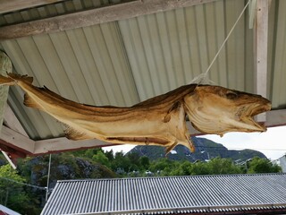 Lofoten Nusfjord Historic Fishing Village Northern Norway Stockfish