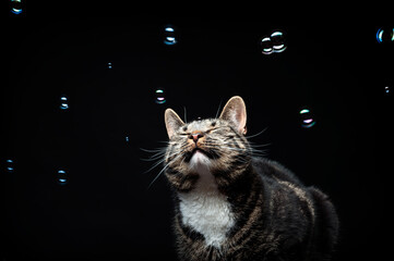 Thoroughbred adult cat, photographed in the Studio on a black background. Close-up portrait with...