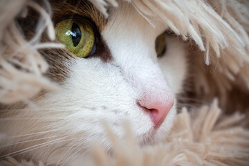 The cat's face looks out from the blanket inside the house. A closeup view of her eyes and pink nose.