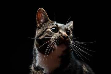 Obraz premium Thoroughbred adult cat, photographed in the Studio on a black background. Closeup portrait.