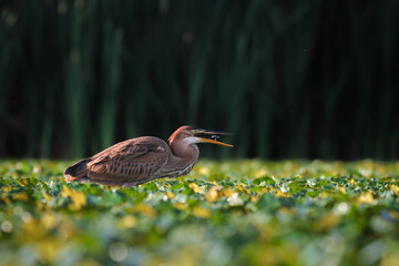 great blue heron