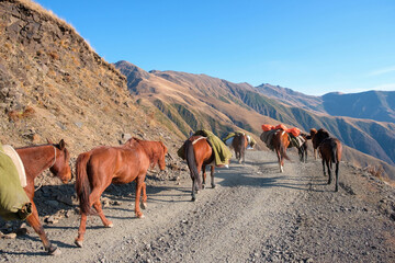 Team of horses with cargo are hiking up the mountain