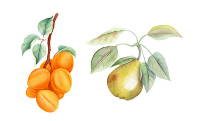 Watercolor fruits: apricot and pear branches with green leaves. Vintage watercolor botanical illustration. Collection, set isolated on a white background