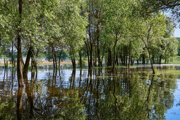 Fototapeta na wymiar Fragile willows are reflected in the water. Trees grow out of water.